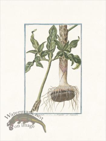 Bonelli 177 Serpentaire